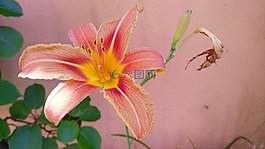 花,橙色,性質(zhì)