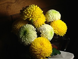 菊花,鮮花,kkotsong