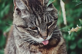 動物,貓,肖像