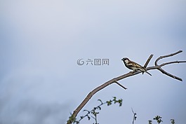 麻雀,鳥(niǎo),野生動(dòng)物