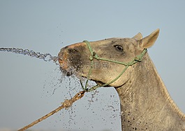 馬,小馬,動物