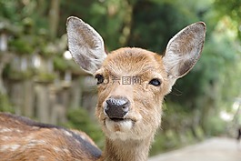 鹿,奈良,面對鹿