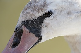 天鵝,河,水禽