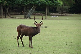 鹿,奈良,字段