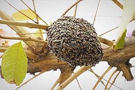 蜂巢,蜜蜂,昆蟲