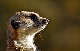 獴,動物,性質(zhì)