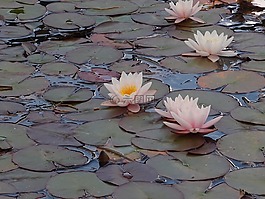 水百合,池塘廠,花
