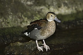 鴨,鳥,夏鴨