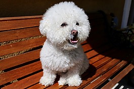 狗,白,動物