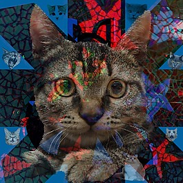 貓,貓的,動物