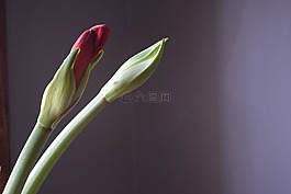 自然,花,植物區(qū)系