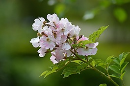 粉色,灌木,花