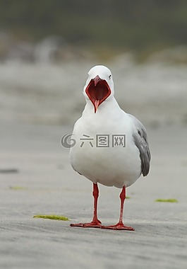 海鷗,鳥,口