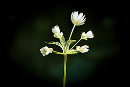 花,森林花卉,指出花