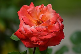 粉色,花,花園