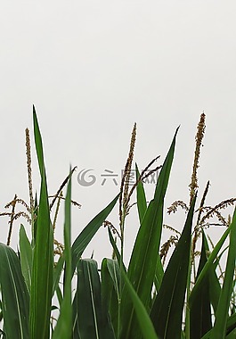 玉米,麥田,農(nóng)業(yè)