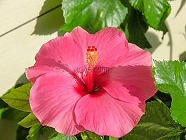 自然,植物區(qū)系,葉