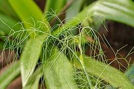 自然,葉,植物區(qū)系