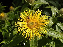 花,黃色,自然