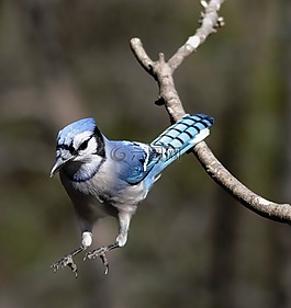 藍(lán)鳥(niǎo),觀鳥(niǎo),鳥(niǎo)