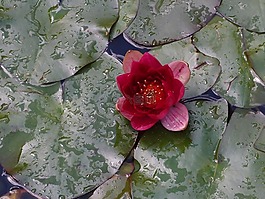 睡蓮,花,自然