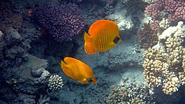 魚,紅海,珊瑚