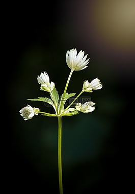 花,森林花卉,指出花