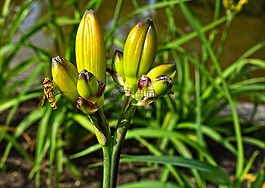 芽,花,黃蜂