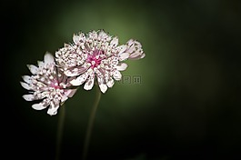 大明星傘形花序,傘形科,astrantia大