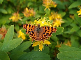 蝴蝶,花,自然