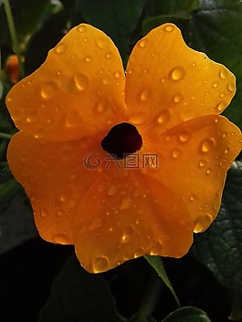 鮮花,花,橙色