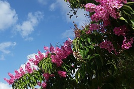 粉红色的花,树,espumilla
