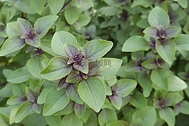 图尔西,香料,芳香的草本植物