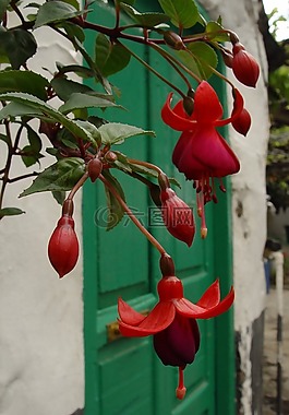 花,紅色,綠