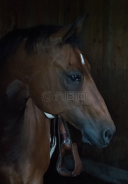 馬,quarterhorse,棕色