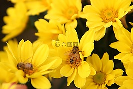 秋季,大自然,景觀