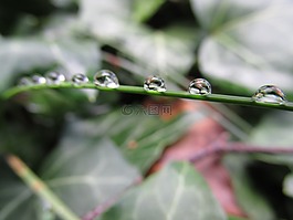 露,降,夏天