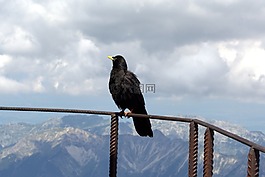 zugspitze,烏鴉,鳥