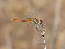 蜻蜓,紅蜻蜓,美