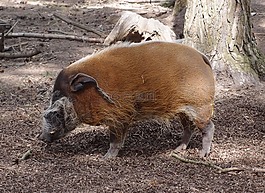 豬,野生動物,動物
