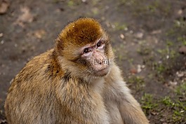 猴子,動(dòng)物園,主題公園