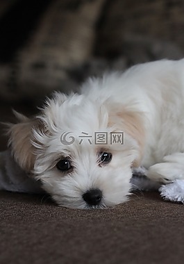 狗,寵物,可愛