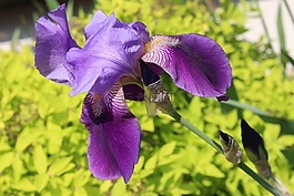植物區(qū)系,植物,虹膜