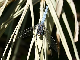 蓝蜻蜓,叶,orthetrum cancellatum