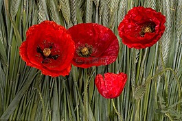 罂粟,klatschmohn,谷物