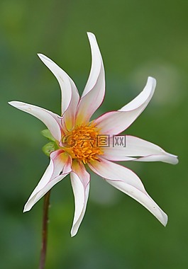花卉,性質(zhì),嬌琴紗