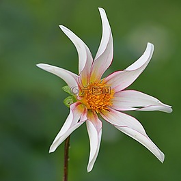 花卉,性質(zhì),嬌琴紗