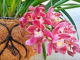 紫色蘭花,紫色,天性