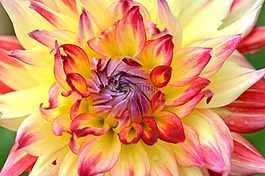 花卉,性質(zhì),嬌琴紗