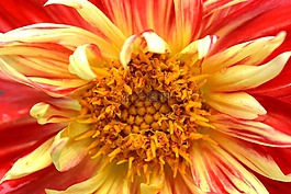 花卉,性質(zhì),嬌琴紗